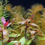 植栽から37日目　アルテルナンテラ　レインキー　リラキナ